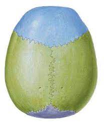 ¿Cuáles son las articulaciones fibrosas?