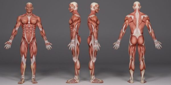 Clasificación de los músculos por su forma