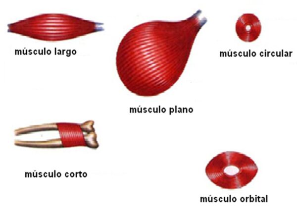 Clasificación de los músculos por su forma