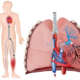 Fisiopatología de la tromboembolia pulmonar