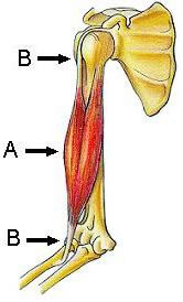 Inserciones musculares de origen y terminales