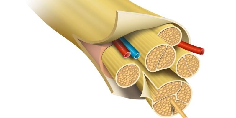 Constitución de los nervios periféricos