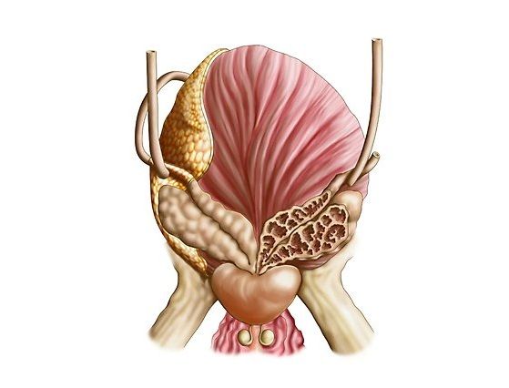 Las glándulas sexuales accesorias masculinas