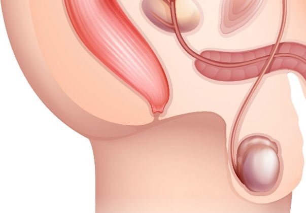 ¿Donde se encuentran los testículos?