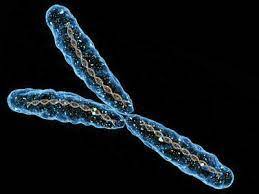 ¿Qué determina el sexo genético?