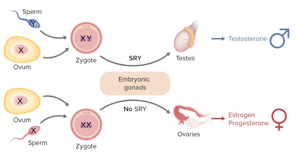 Determinación del sexo gonadal