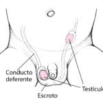¿Dónde se desarrollan los testículos?