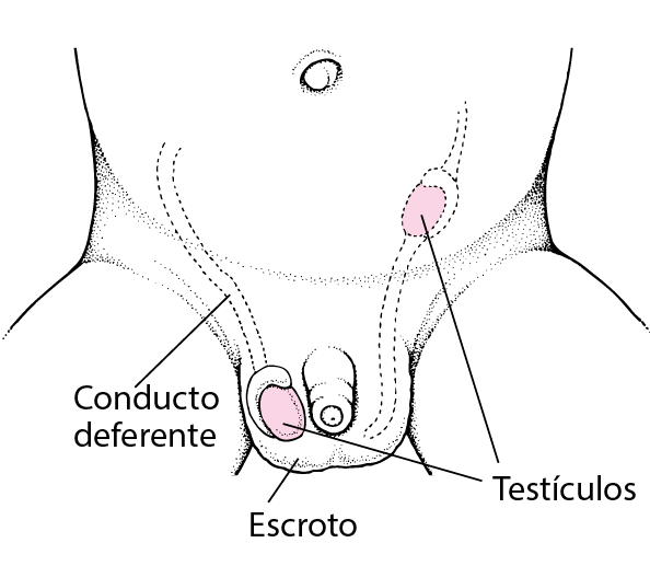 ¿Dónde se desarrollan los testículos?