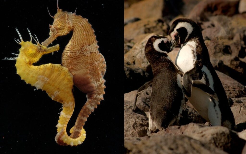 ¿Qué es dimorfismo sexual?