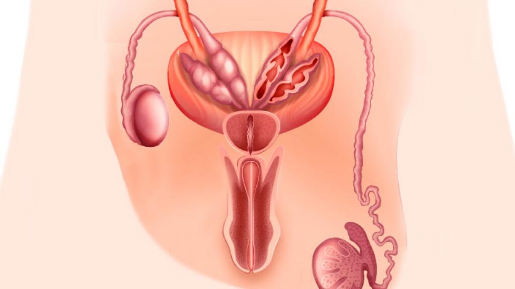 ¿Qué es la criptoorquidia?