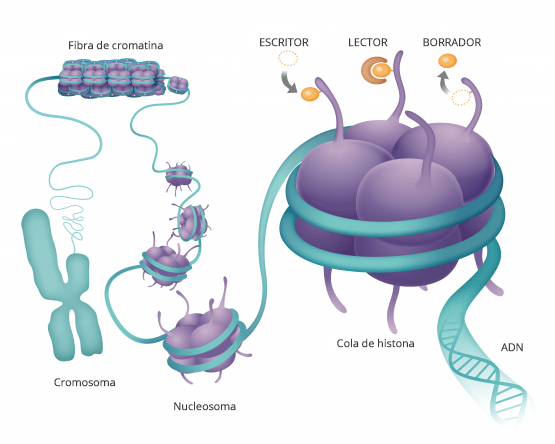 Regulación epigenética de la expresión génica