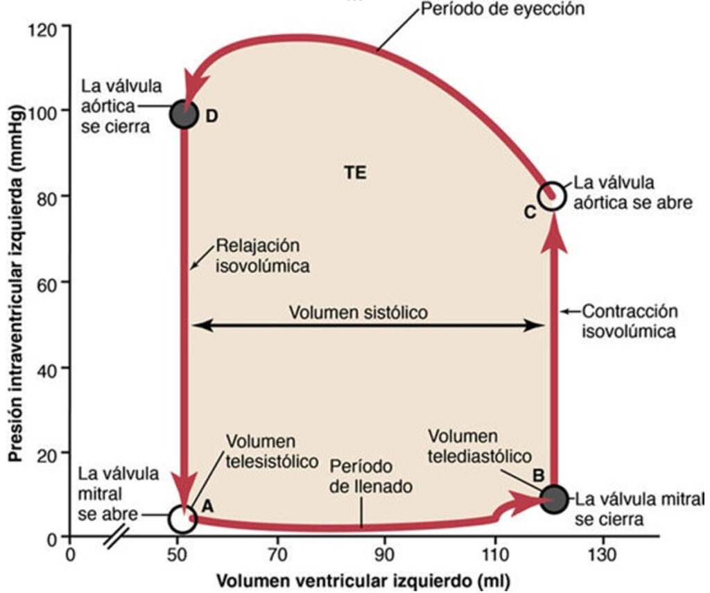 Diagrama de volumen-presión del ventrículo izquierdo