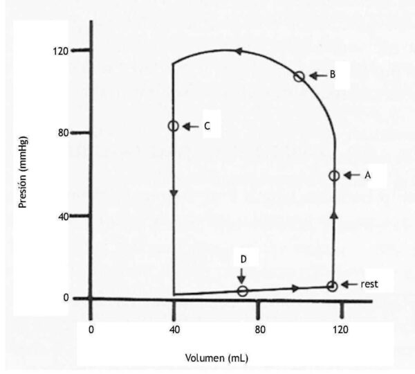 Cambios de volumen y presión en el ventrículo izquierdo durante el ciclo cardiaco