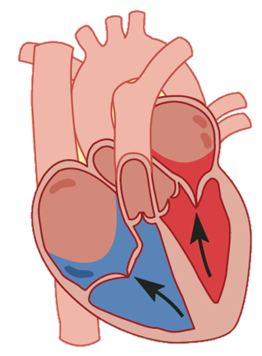 Precarga y poscarga cardiaca
