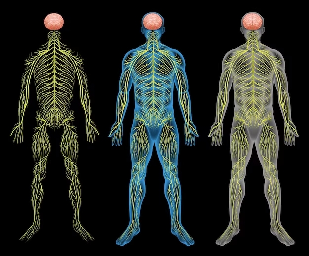 Tipos de neuronas aferentes primarias