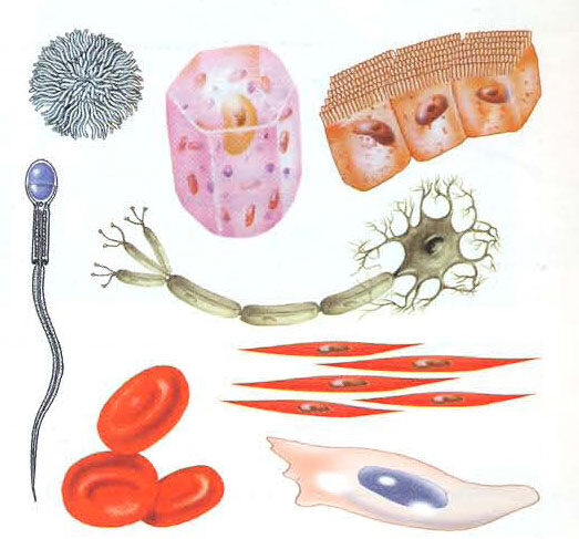 Relación entre morfología y función celular