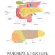 Partes del páncreas