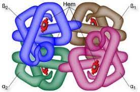 ¿Cuanto oxigeno se transporta por cada gramo de hemoglobina?