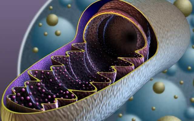Función de las membranas mitocondriales