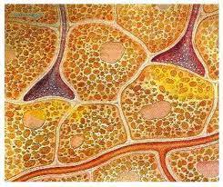 ¿Qué es la termogenina?