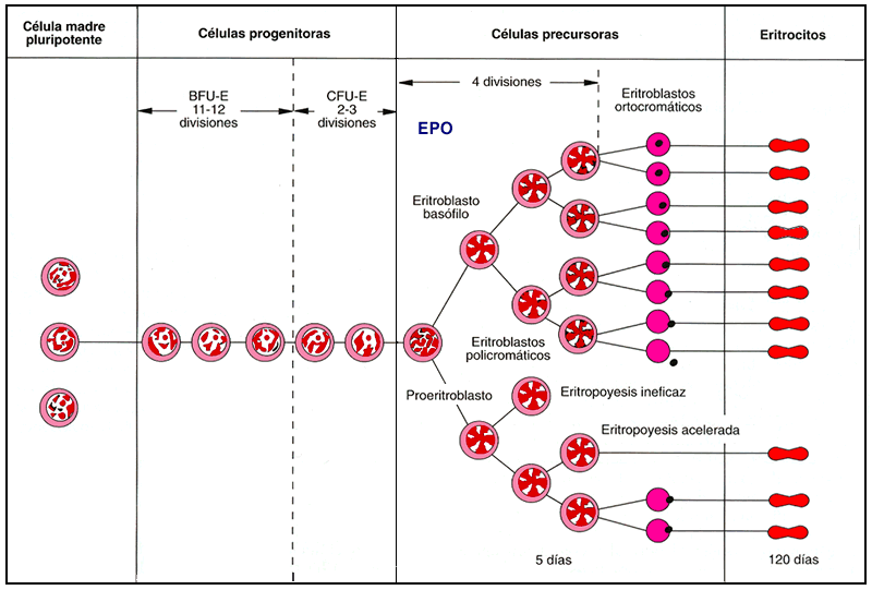 Unidad formadora de eritrocitos