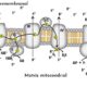 ¿Cuantas moléculas de ATP produce la fosforilación oxidativa?