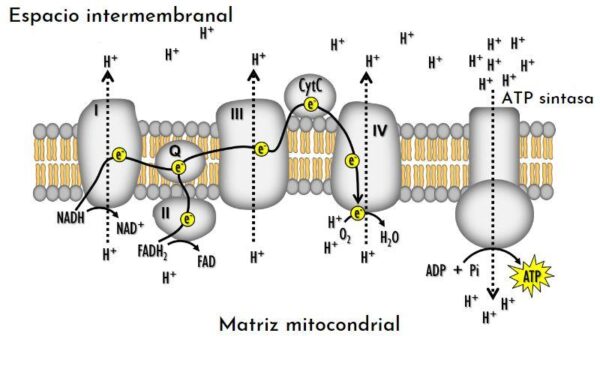¿Cuantas moléculas de ATP produce la fosforilación oxidativa?