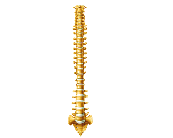 Cara anterior de la columna vertebral