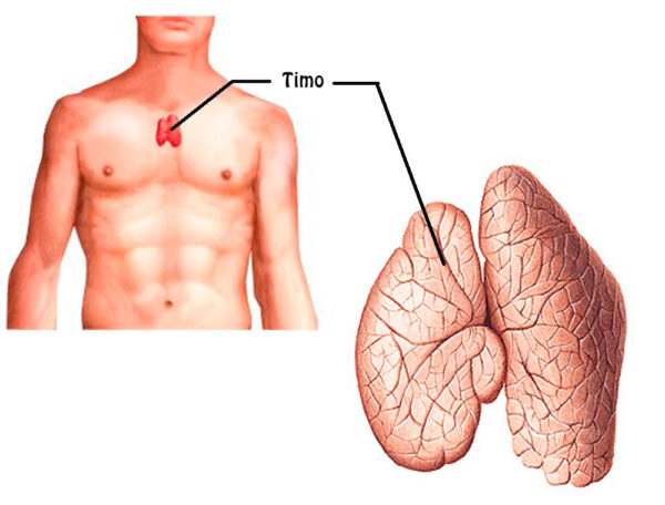 Principales enfermedades que afectan al timo