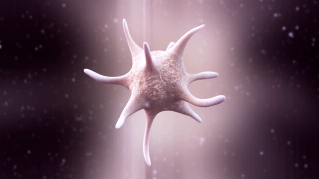 Función de las plaquetas en la hemostasia