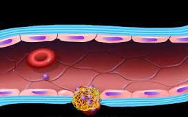 Participación del colágeno subendotelial en la hemostasia