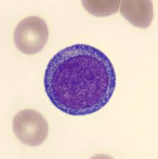 ¿Qué es un proeritroblasto?