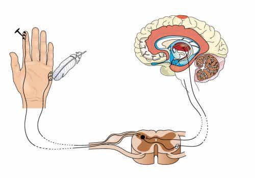 Función de los nociceptores