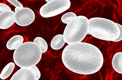 ¿Qué son los glóbulos blancos?