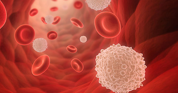 Transporte de leucocitos a través del organismo