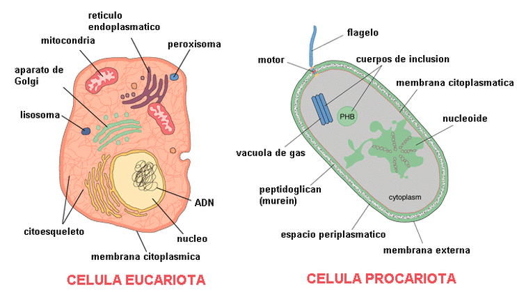 Célula eucariota vs procariota