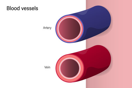 Diferencia de grosor entre arterias y venas