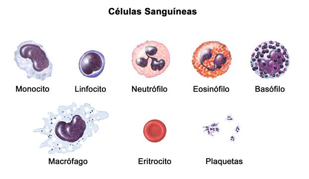 Células sanguíneas