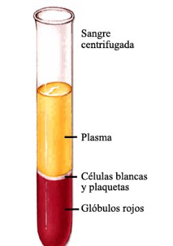 Capa tromboleucocítica