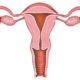 Características del cuerpo uterino