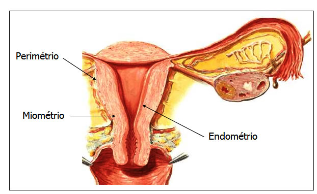 Capas de la pared uterina
