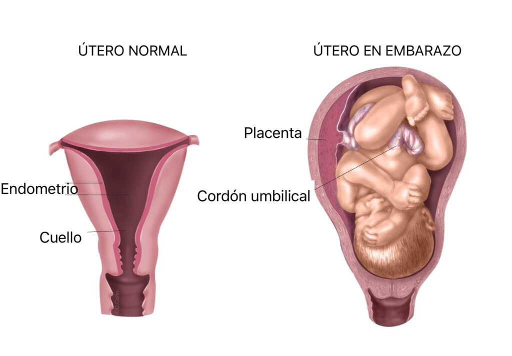 Cambios en el útero durante el embarazo