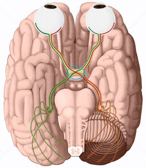Anatomía del quiasma óptico
