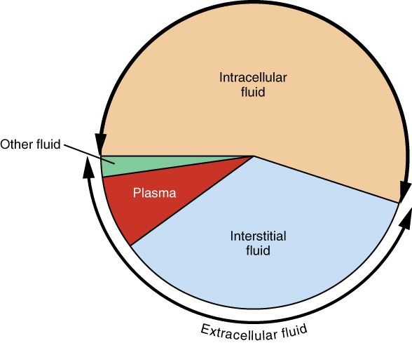 Principales compartimentos líquidos del organismo