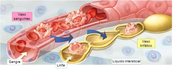 Circulación del líquido extracelular