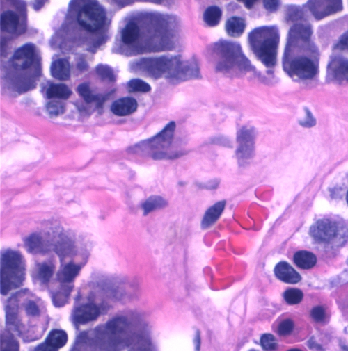 Proximidad de las células a los capilares