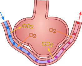 ¿Cuál es el grosor de la membrana alveolar?