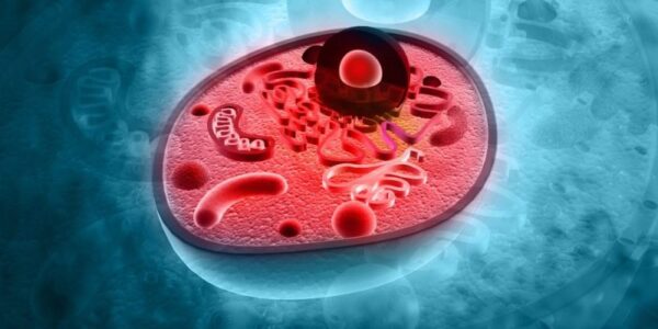 ¿Qué es la bioenergética?