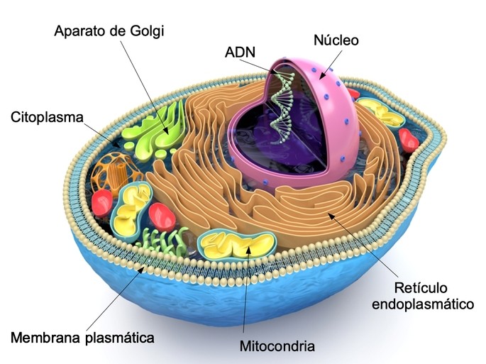 Retículo endoplásmico de las células eucariotas