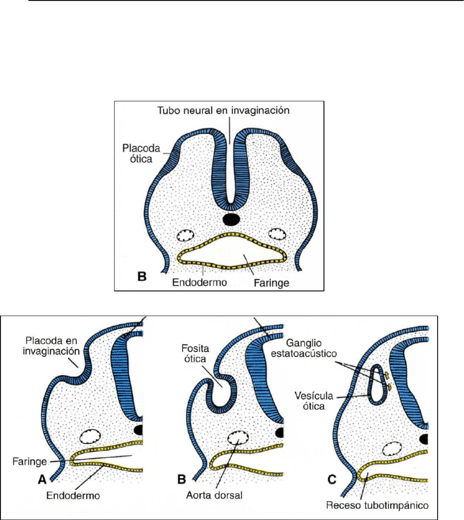¿Qué es la vesícula ótica u otocisto?